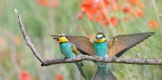 Estudo indica que canto de pássaros diminiu ansiedade