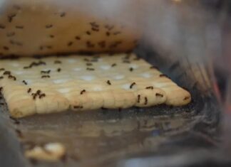 como acabar com as formigas na cozinha de casa?