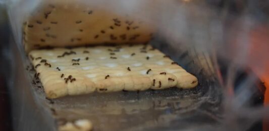 como acabar com as formigas na cozinha de casa?