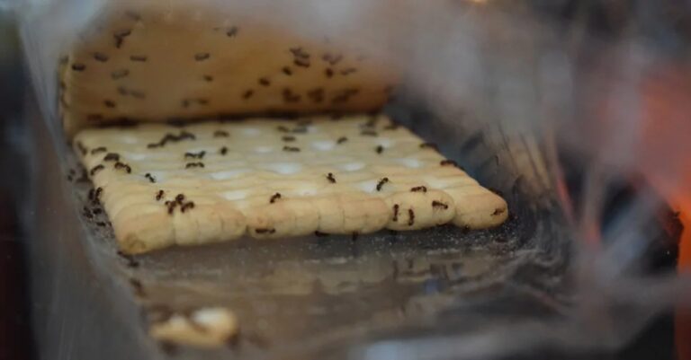 como acabar com as formigas na cozinha de casa?