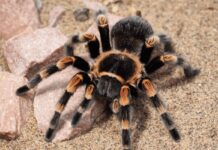Aranhas venenosas do Brasil