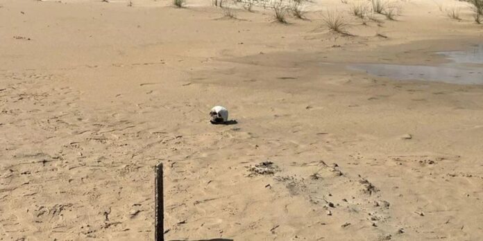 Crânio encontrado na praia de cidreira