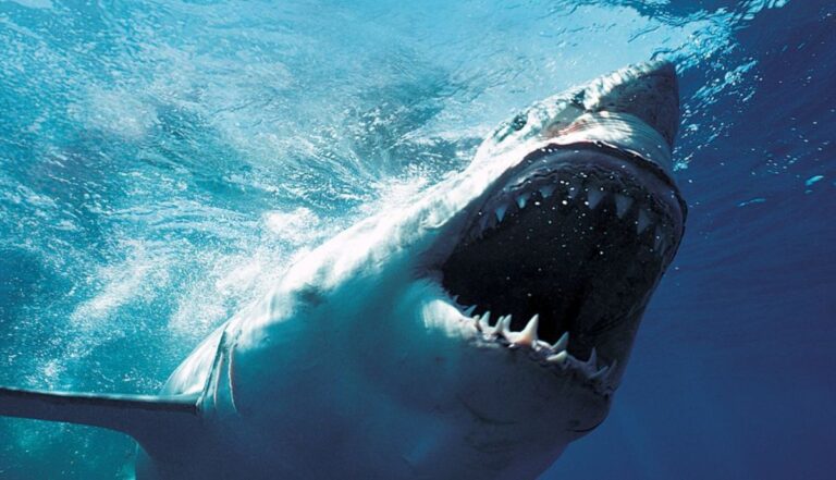 Tubarão-branco