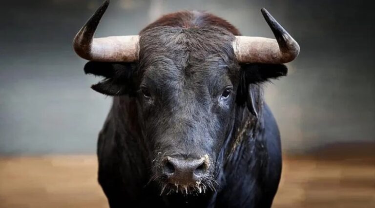 Idoso atacado por touro