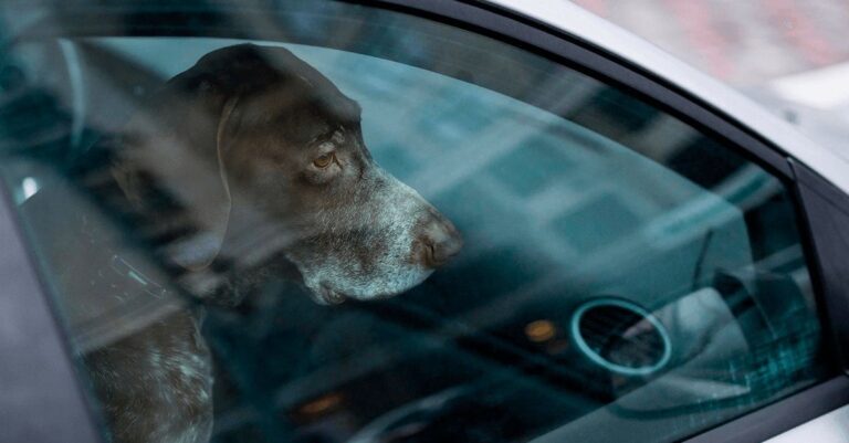 Câmara aprova Projeto de Lei sobre maus-tratos