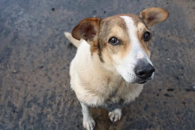 carteira de identidade pets