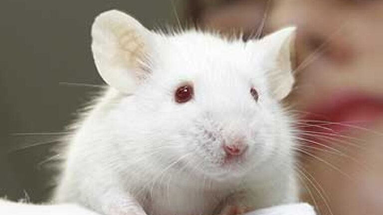Ratos são os preferidos nos laboratórios pelos cientistas