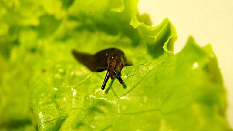 verme na salada meningite