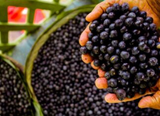 Benefícios do Açai para a saúde