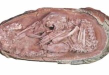 Ovo de dinossauro com embrião fossilizado