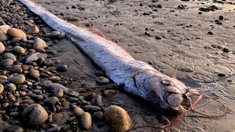 Peixe do juízo final