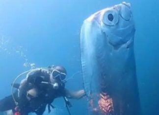 Peixe do fim do mundo é visto no Brasil