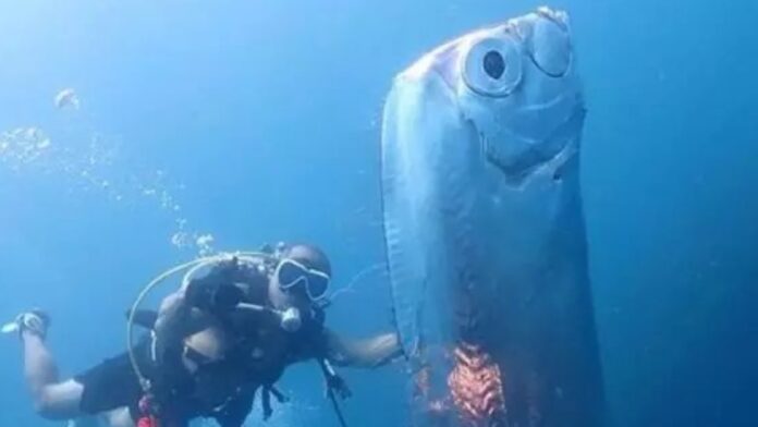 Peixe do fim do mundo é visto no Brasil