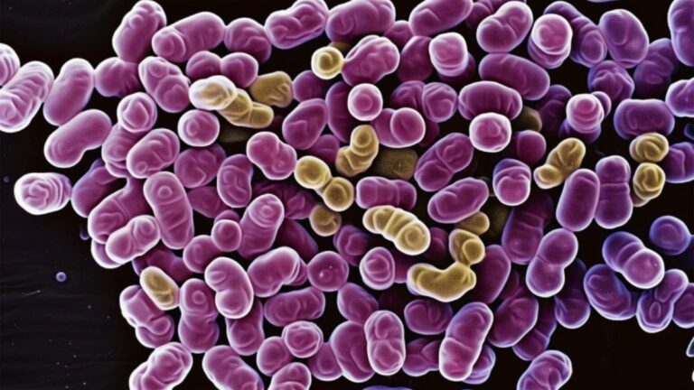 Bactéria resistente a vancomicina sofre mutação e se torna grande ameaça