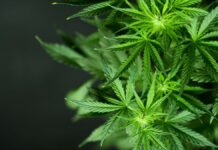 Cannabis medicinal: Anvisa propõe, nesta quarta-feira (26), a venda em farmácias de manipulação; entenda