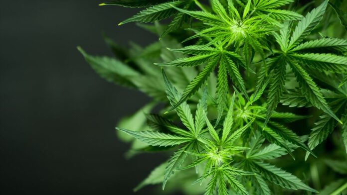 Cannabis medicinal: Anvisa propõe, nesta quarta-feira (26), a venda em farmácias de manipulação; entenda