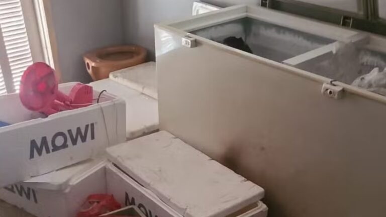 Corpo dentro de freezer: enteado é preso após confessar crime