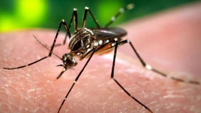 Rio Grande do Sul confirma primeira morte por dengue em 2025