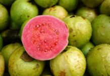 goiaba fruta