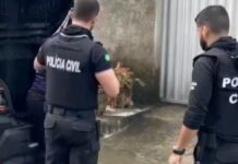 Golpe Falso Advogado