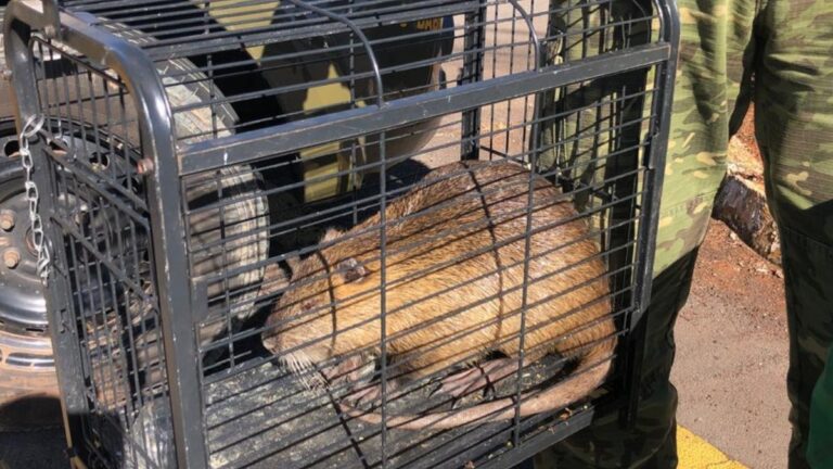 Ratão-do-banhado é resgatado pela Brigada Militar e enviado ao Hospital Veterinário da Universidade de Passo Fundo