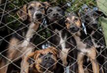 adoção cachorros ong Canoas