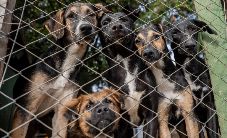 adoção cachorros ong Canoas