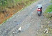 Vídeo: cachorro é abandonado em estrada por mulher