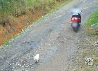 Vídeo: cachorro é abandonado em estrada por mulher