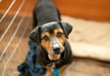 | ONG de SP visita Canoas para adoção de animais