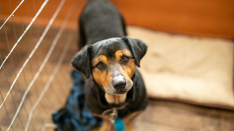 | ONG de SP visita Canoas para adoção de animais