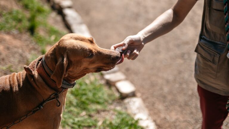 Animais do Bem Estar Animal de Canoas ganham "chocolates" de Páscoa