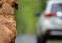 abandonar cão pode suspender cnh
