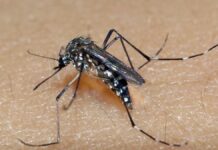 Rio Grande do Sul registra primeira morte por Chikungunya