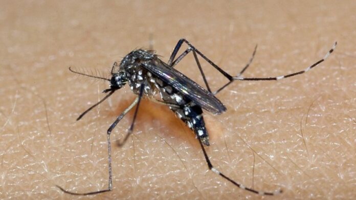 Rio Grande do Sul registra primeira morte por Chikungunya