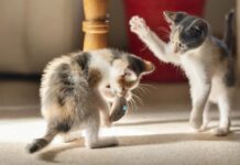 gatos