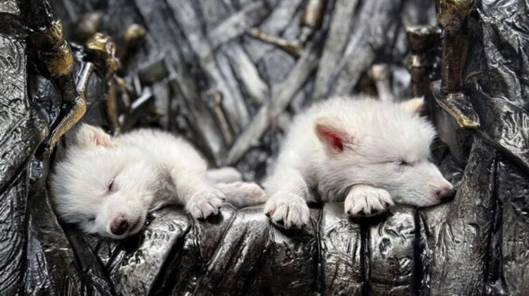 lobo terrível game of thrones