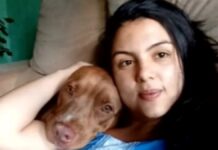 Mulher é atacada e morta por Pitbull