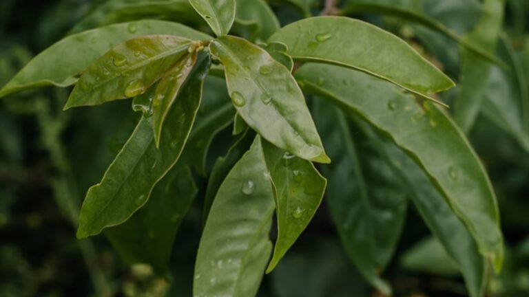 ora pro nobis benefícios