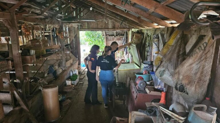 Abatedouro clandestino de peixe é fechado; Carne era armazenada em chiqueiro