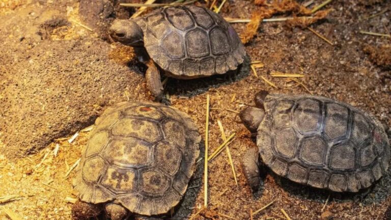 Uma tartaruga-das-Galápagos, tornou-se mãe aos 100 anos de idade, na última sexta-feira (4), no zoológico da Filadélfia.