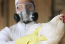 Saiba como a gripe aviária afeta os humanos