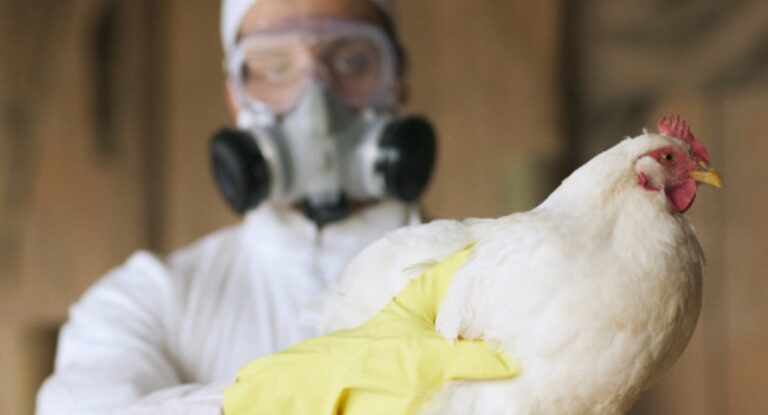 Saiba como a gripe aviária afeta os humanos