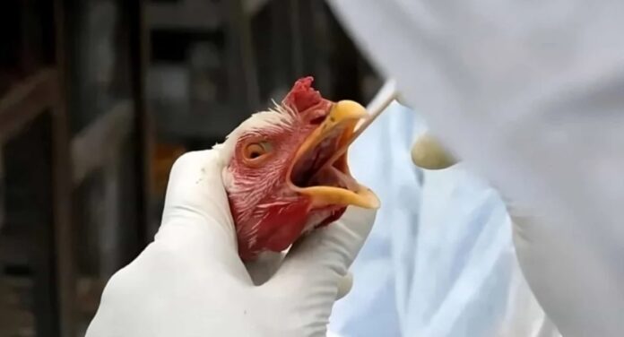 Rio Grande do Sul tem mais casos suspeitos de gripe aviária