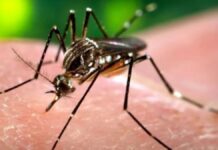 Mulher de 40 anos morre vítima de dengue em Canoas