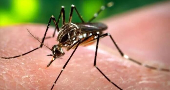 Mulher de 40 anos morre vítima de dengue em Canoas