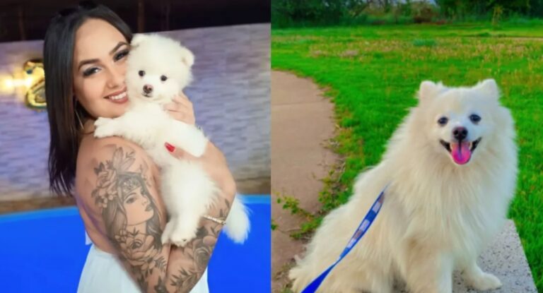 Ex mata cachorro a facadas após fim de relacionamento