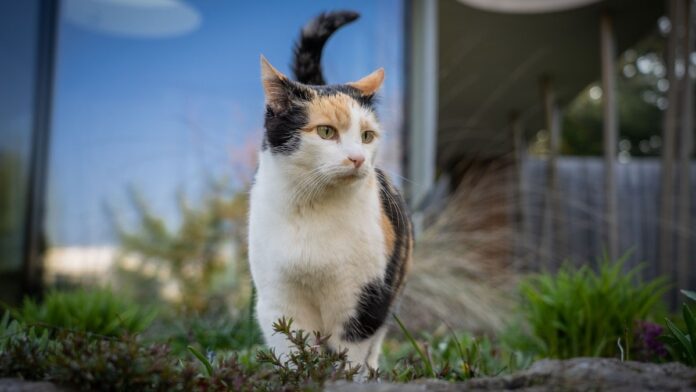 gatos de três cores