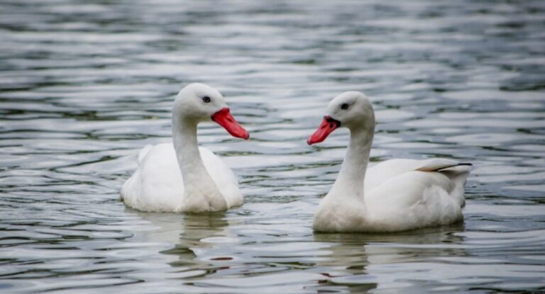 cisnes no zoológico de Sapucaia do Sul