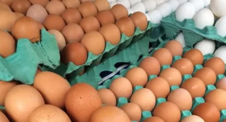 Mais de 10 milhões de ovos são destruídos após foco de gripe aviária